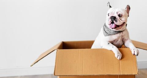 Moving a pet